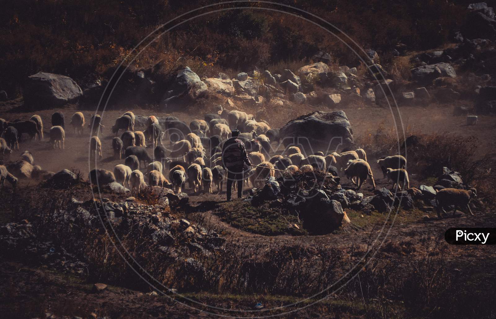 Shepherd with his sheep herd in mountainous Himachal Pradesh, India