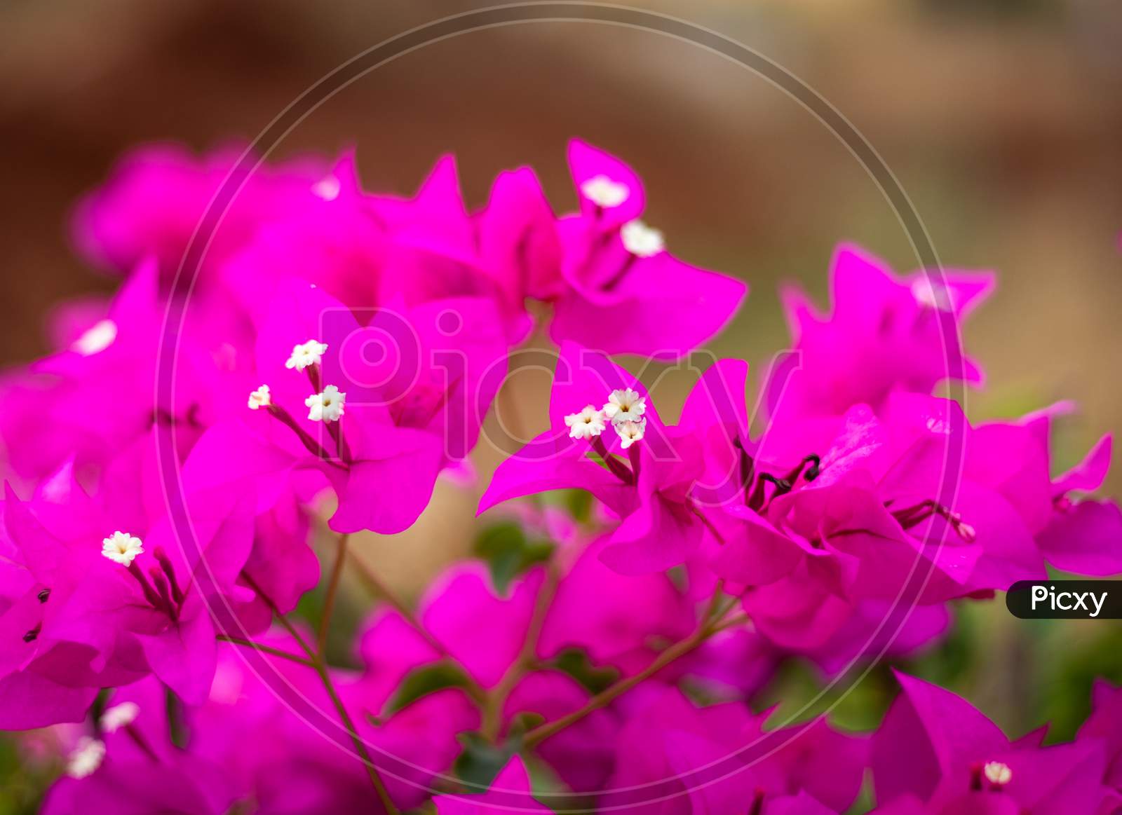 Pink Flower With Blurred Background