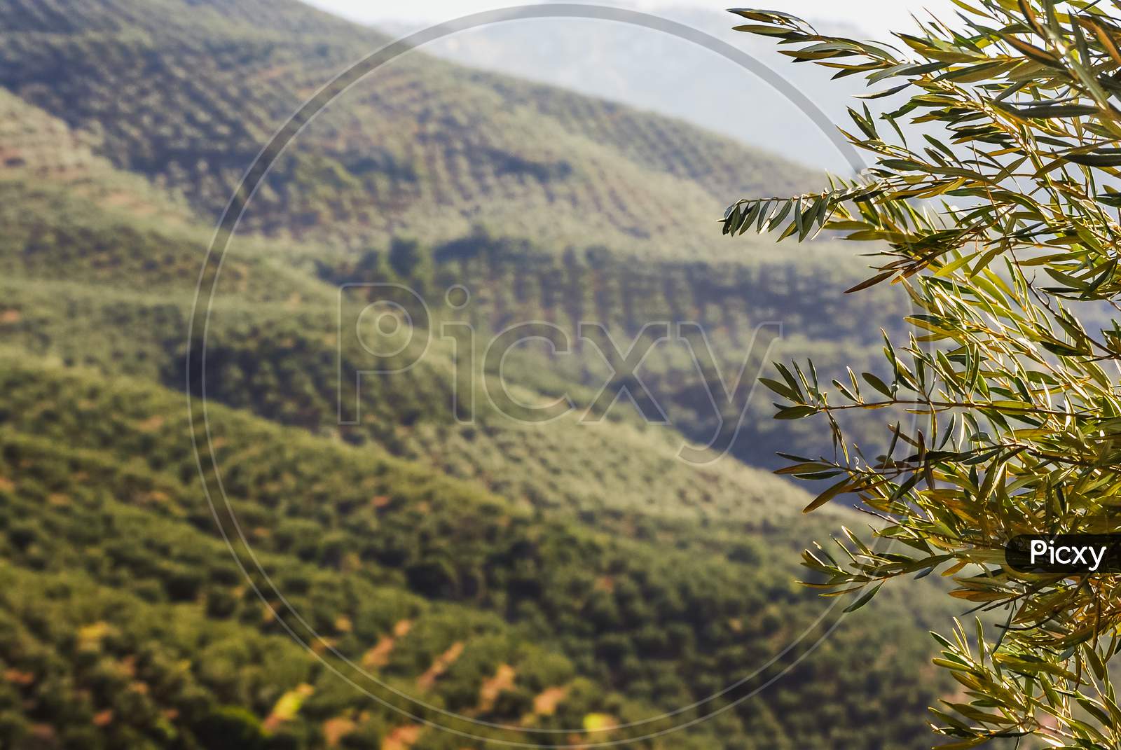 An Image Of Olive Grove And Some Branches And Leaves In The Closeup