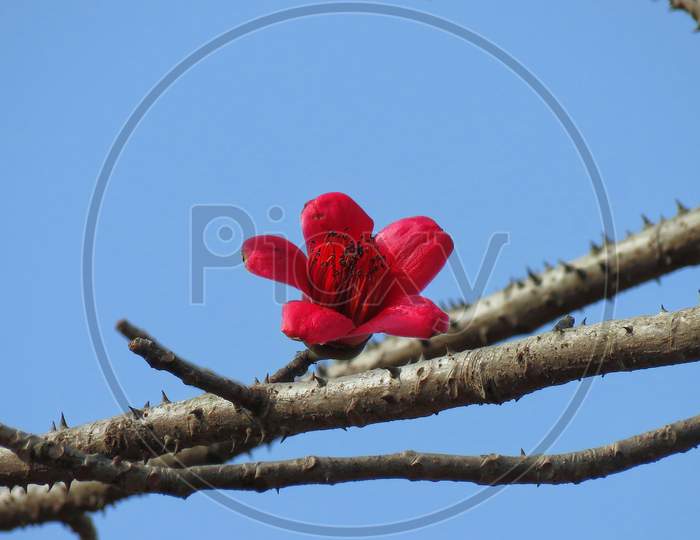 Bombax ceiba flower,Beautiful flower on the tree,red flower on the tree,thorn tree,red flower against blue sky.