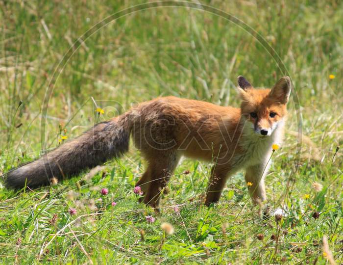 Wild European Red Fox In Nature