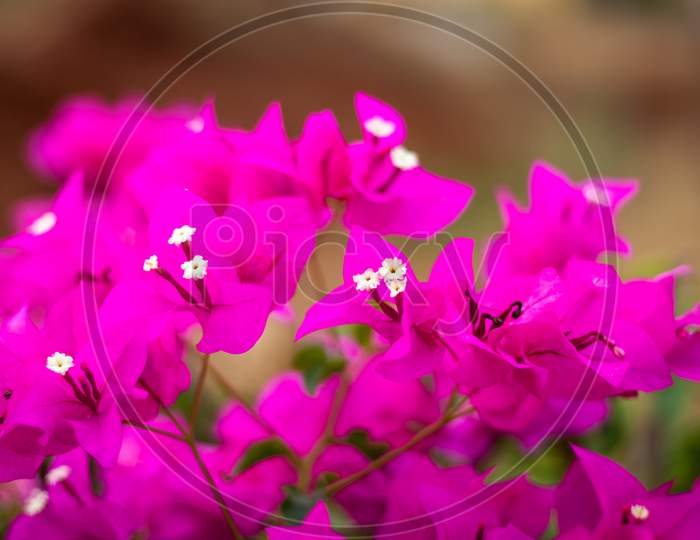 Pink Flower With Blurred Background