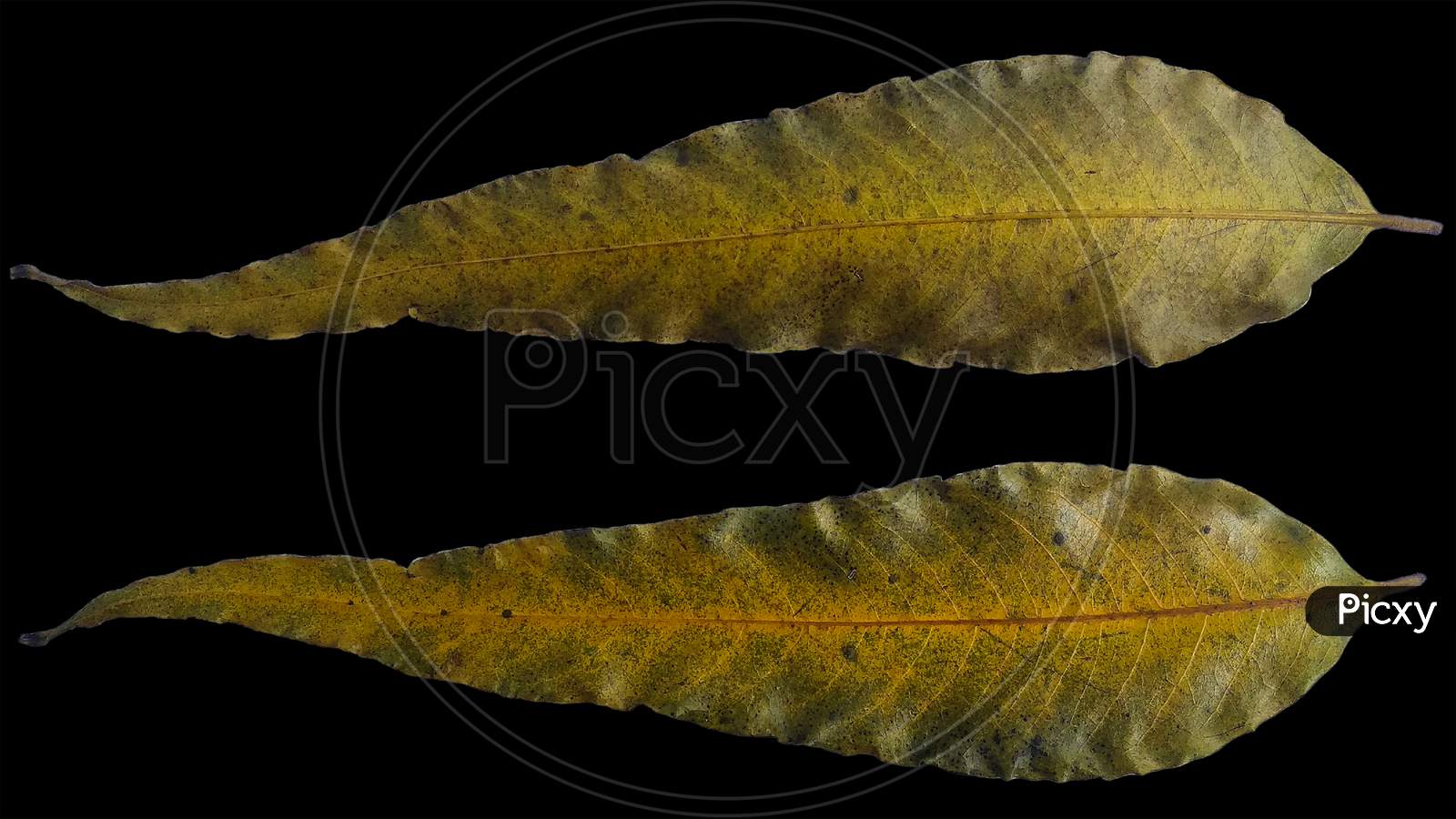 Yellow green plng leaf texture surface background