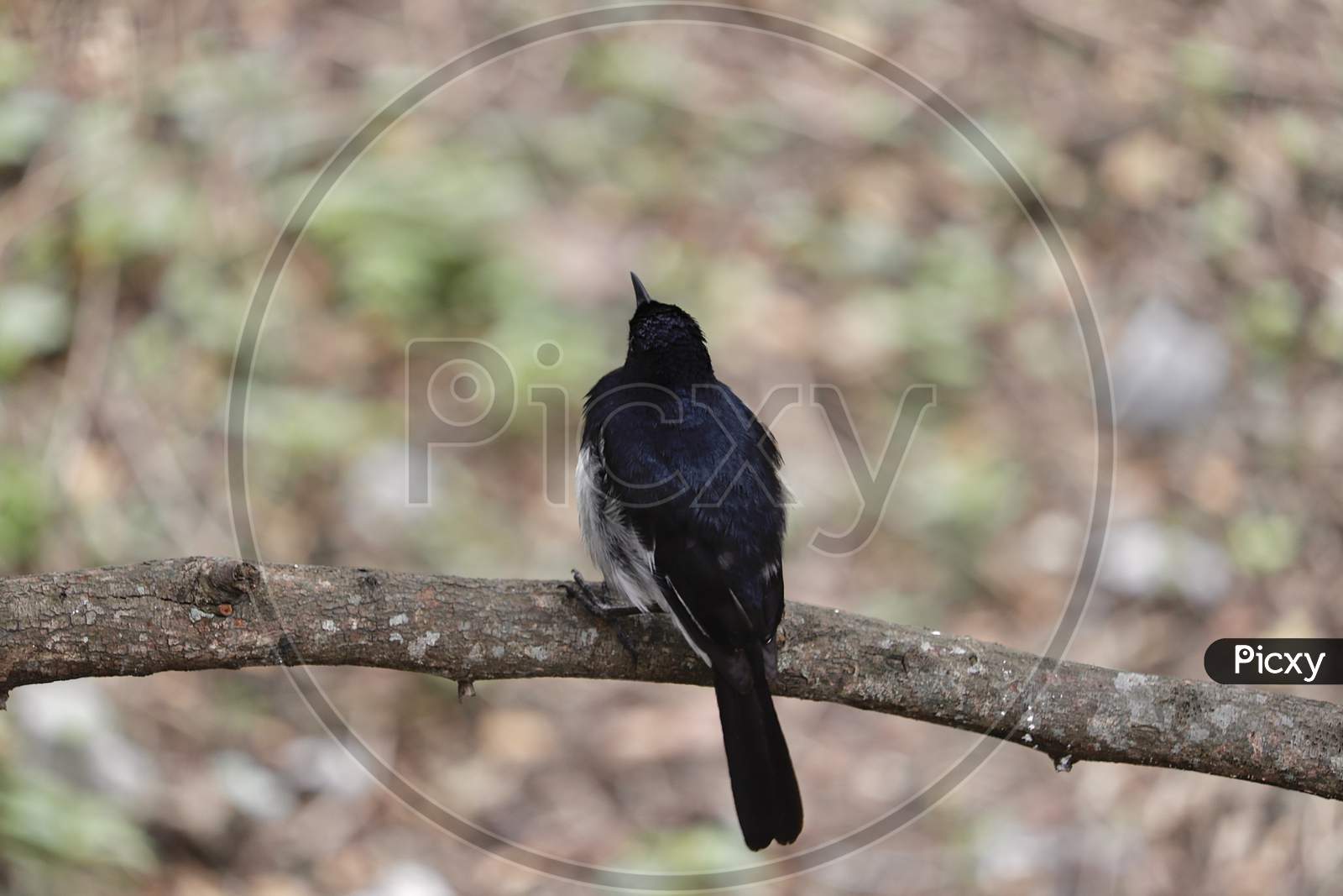 Black winged blackbird