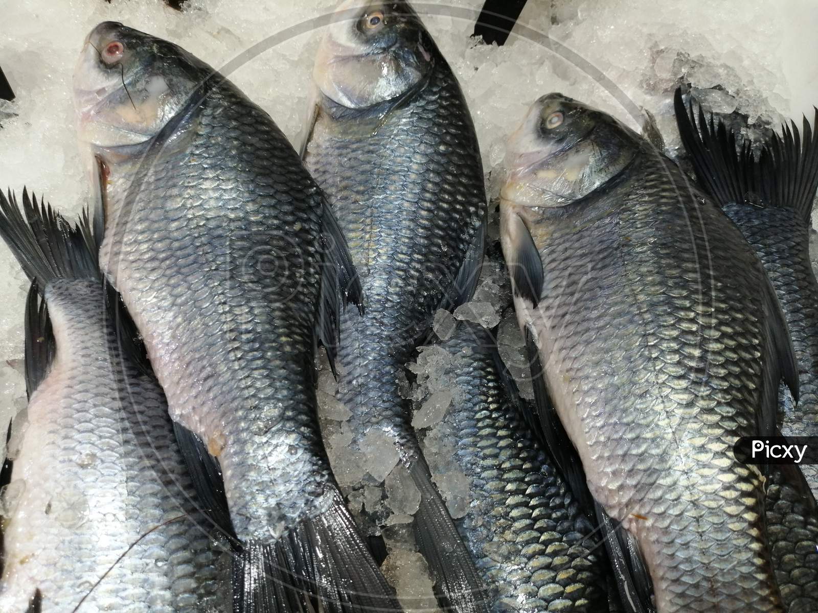 Catla Fish Which Is Fresh Water Type Fish Arranged In Market For Sale