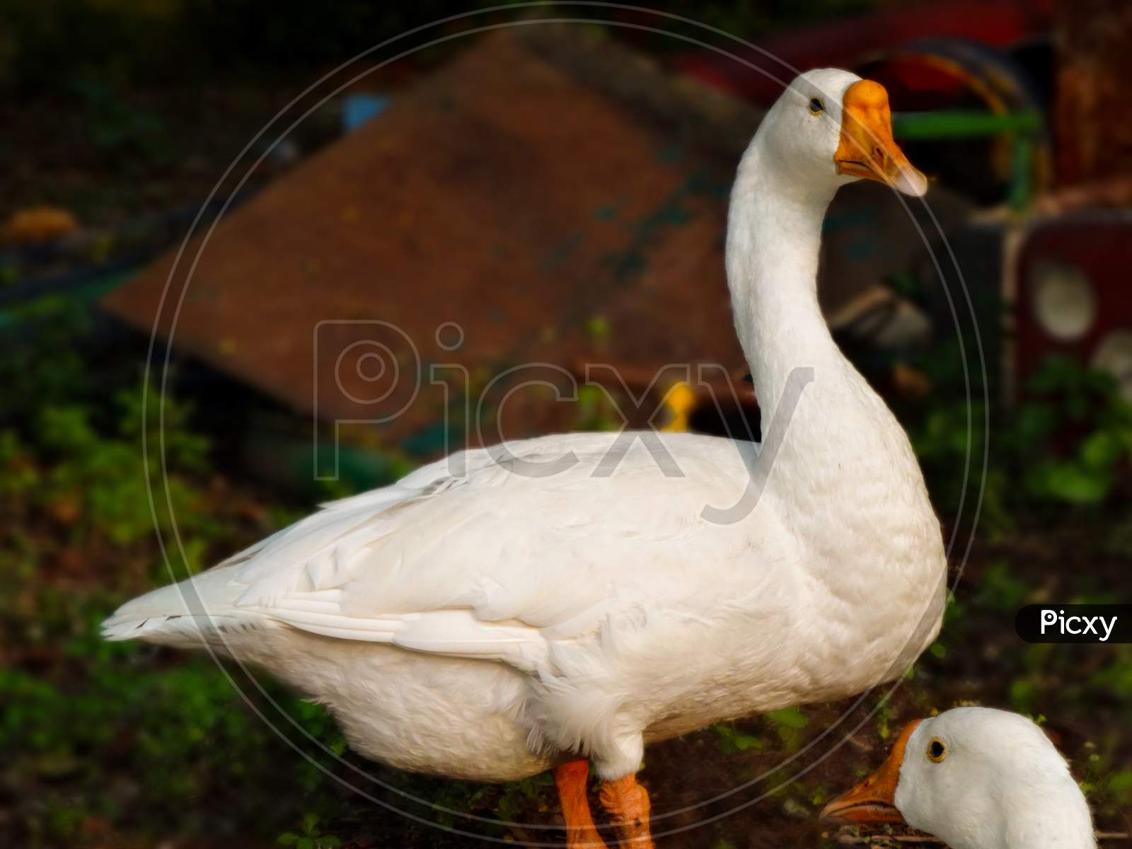 Beautiful closeup ducks ,geese and swans bird wallpaper