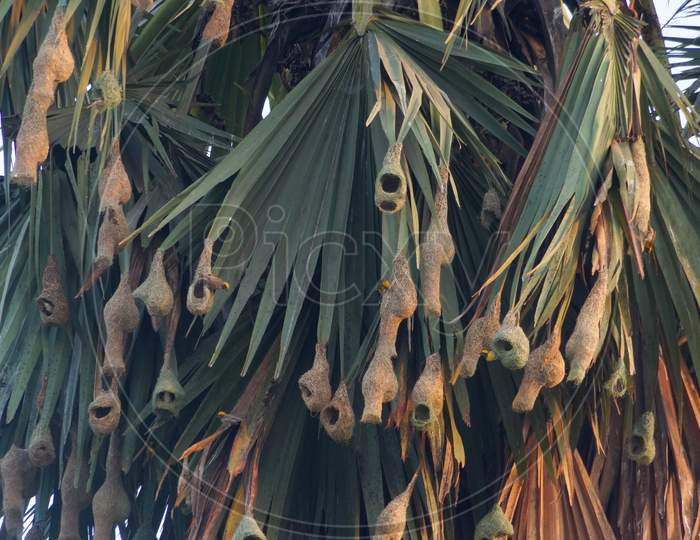 Bird nest hanging on palm tree