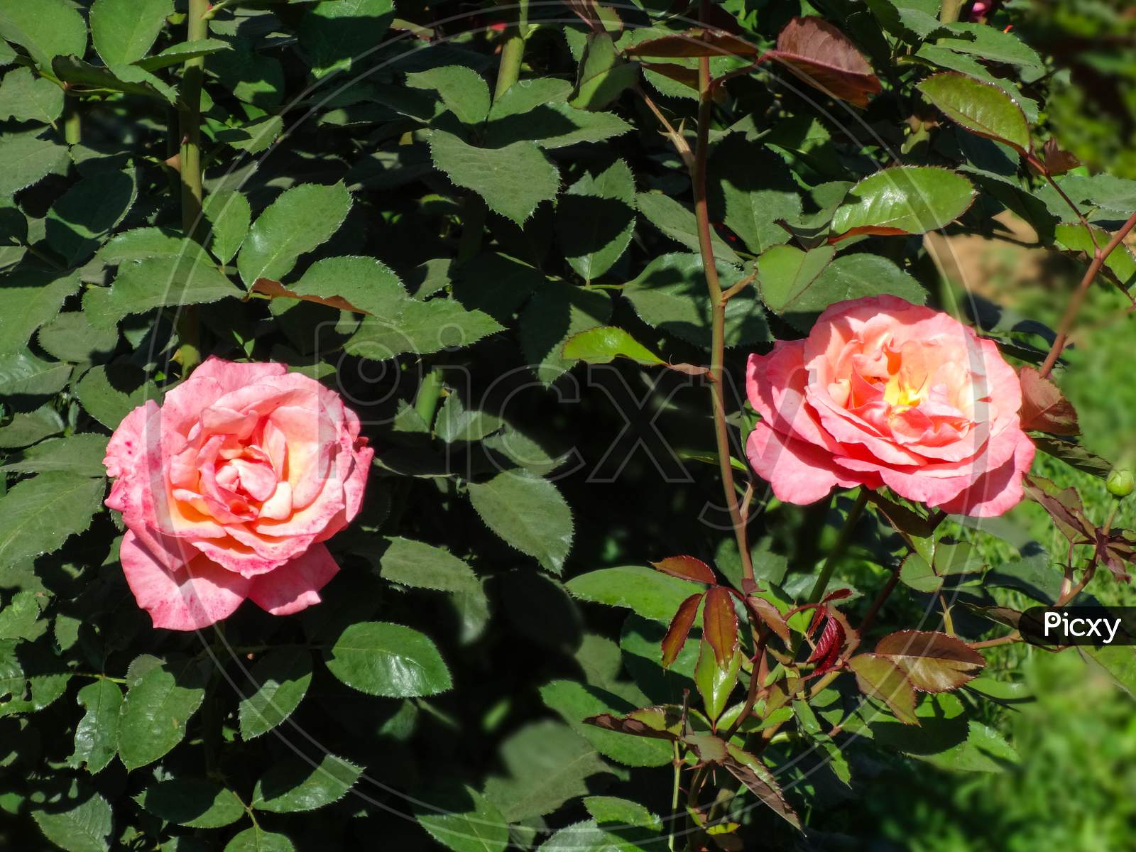Beautiful closeup garden rose natural flowering plant