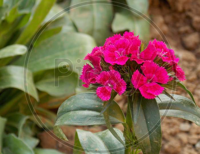 Beautiful closeup pink flowering plant background wallpaper