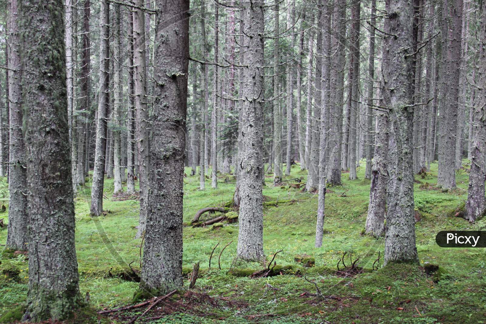 Pine Tree Forest In Transylvania, Romania