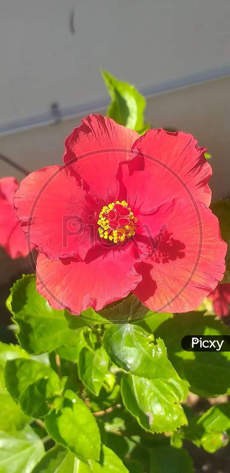 Regular flowers Hibiscus