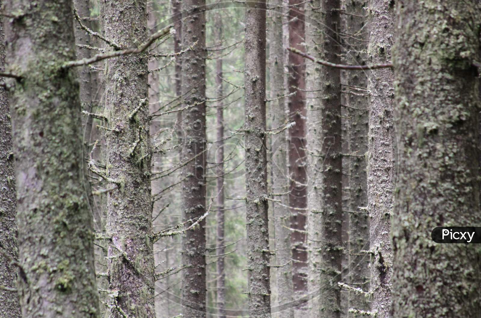 Pine Tree Trunk Texture In The Forest