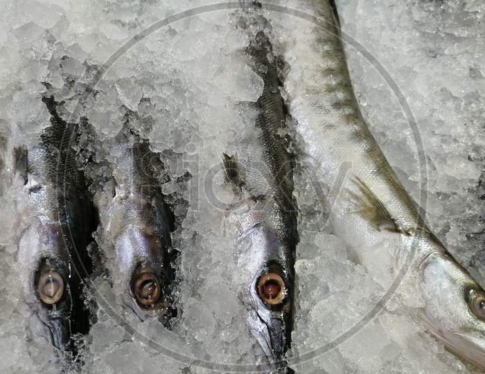 Barracuda Fish Kept In Ice For Sale In Market