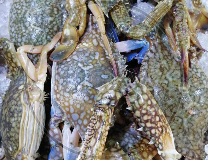 Blue Crab Which Is Kept In Fish Market For Sale