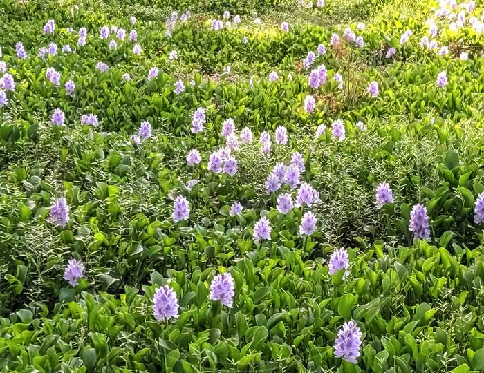 Common water hyacinth flowers