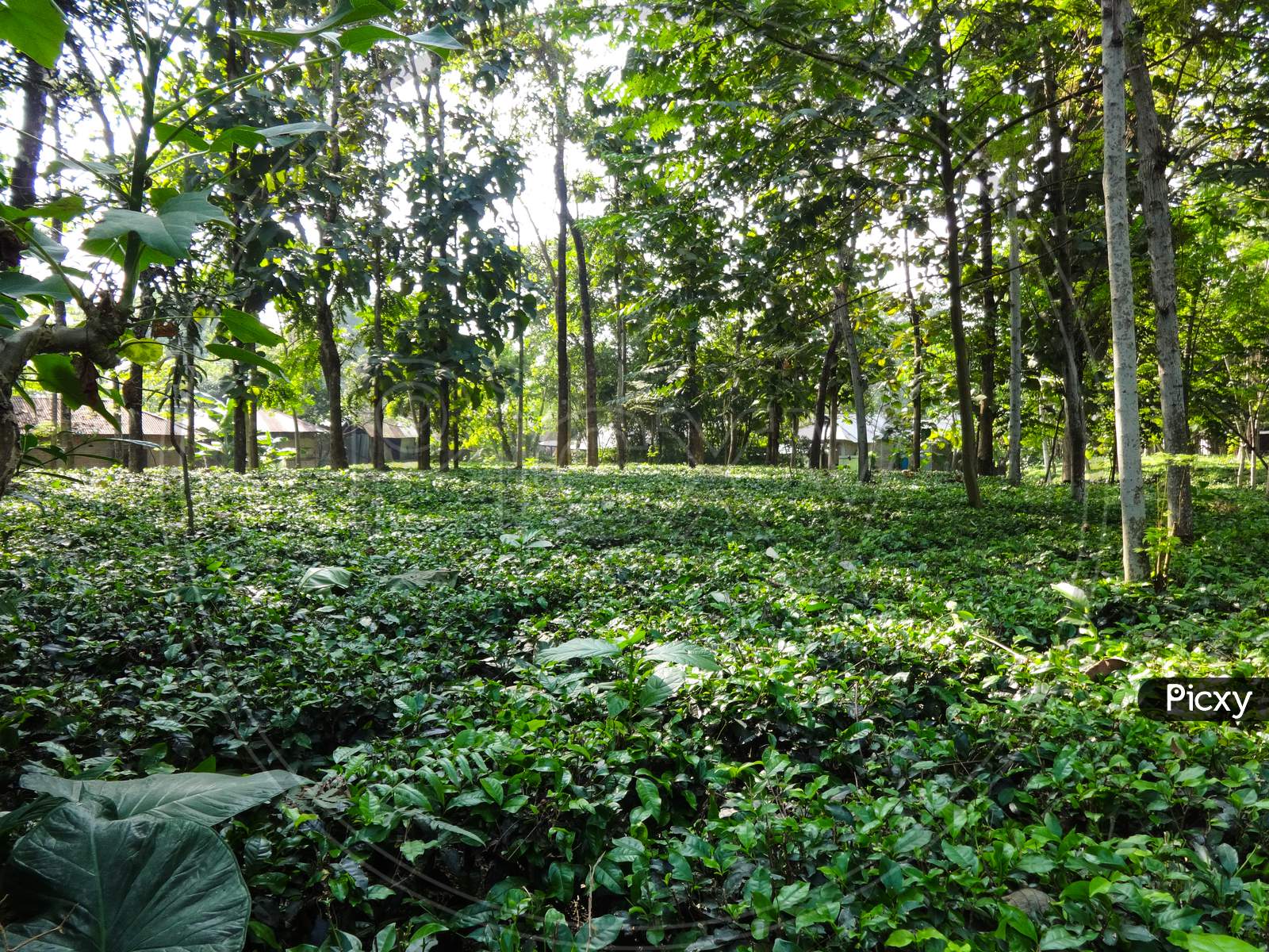 Beautiful natural environment tea leaf and tree planting in Siliguri