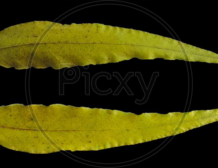 Yellow debdaru png leaf texture, leaf texture