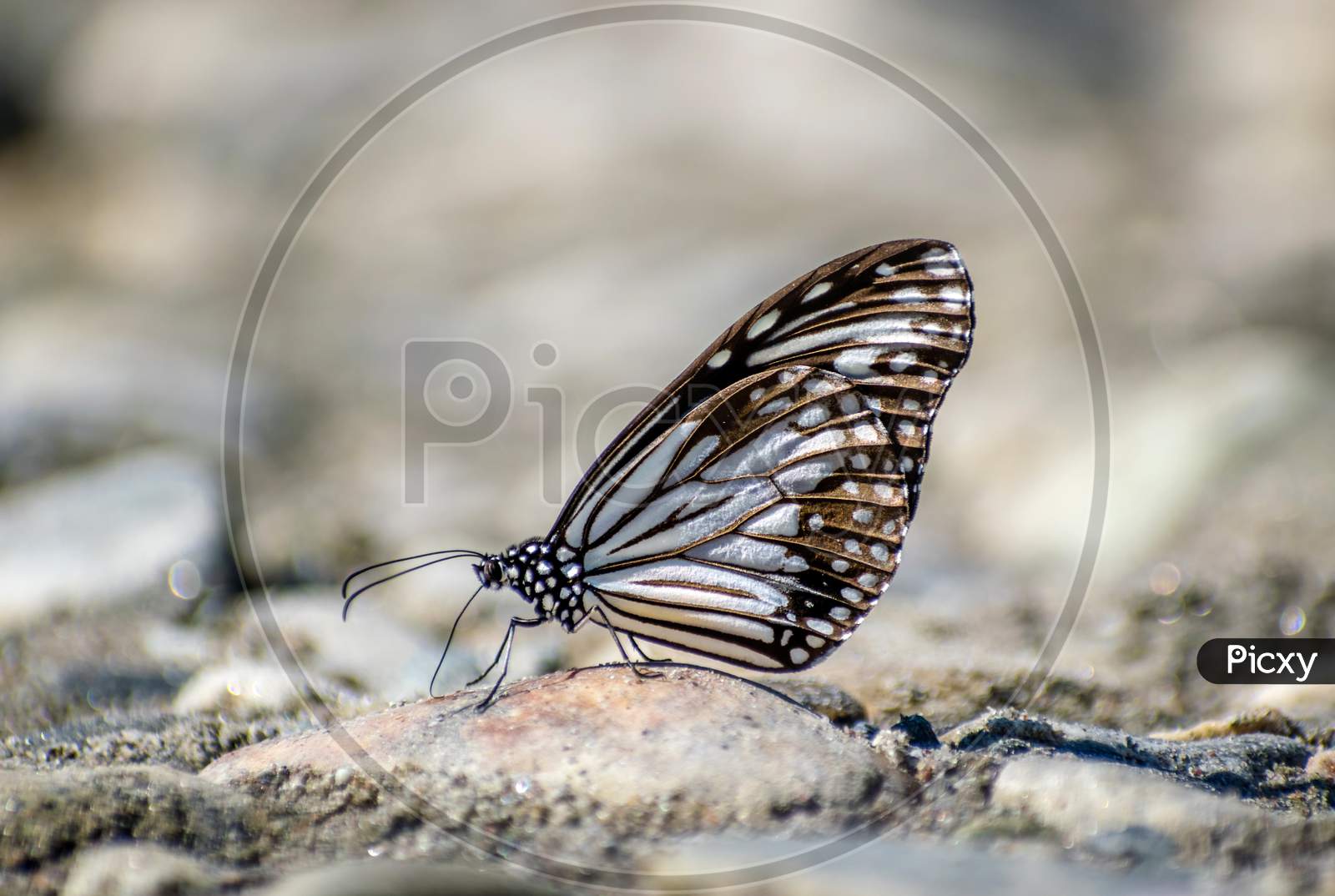 Glassy tiger butterfly...