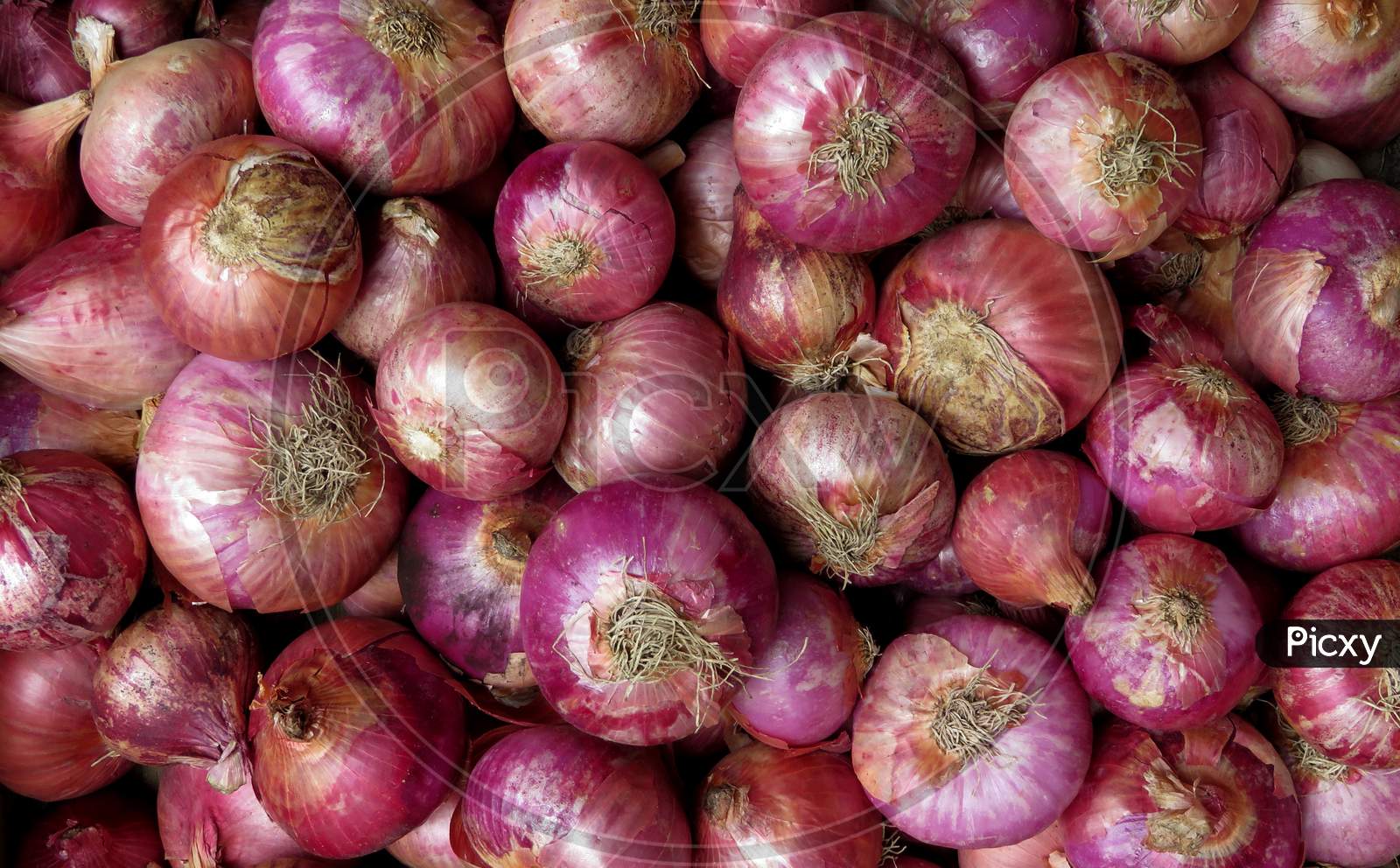 Isolated Red Onions,Red onions in market,onions at market ,Red onions on market stall,Closeup of Onions.Group Of Onions.