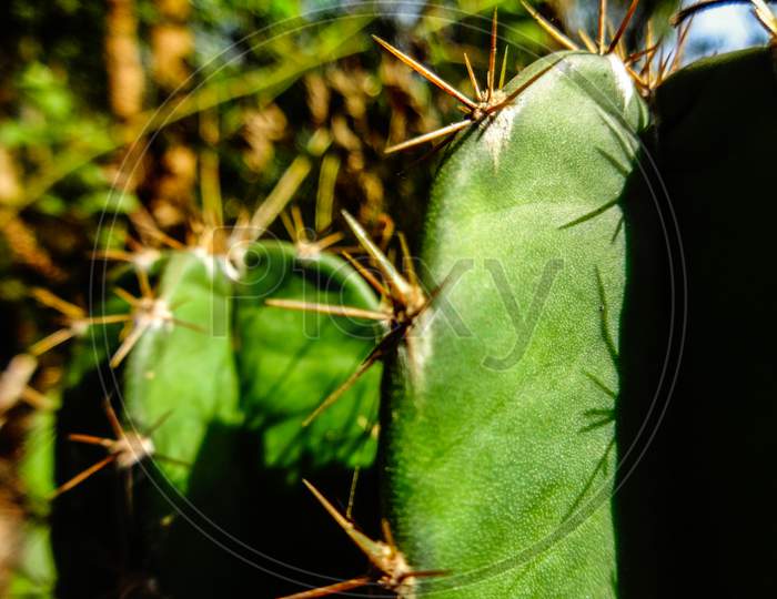 Beautiful closeup green hedgehog cactus terrestrial plant