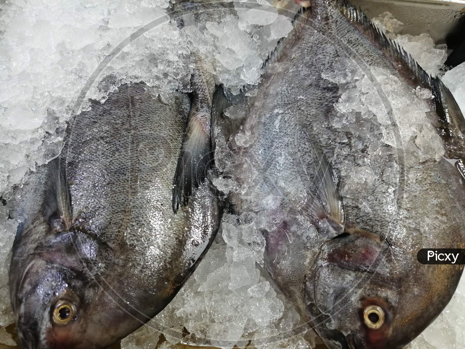 Black Pomfret Fish Surrounded By Ice For Preservation In Market