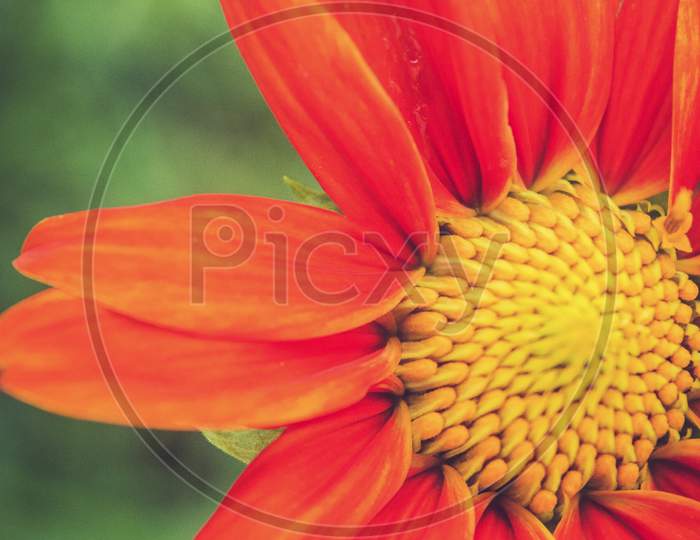 Single Transvaal daisy flower on green background