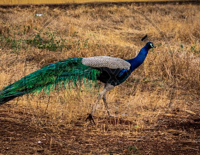 Peacock Walking In Bush
