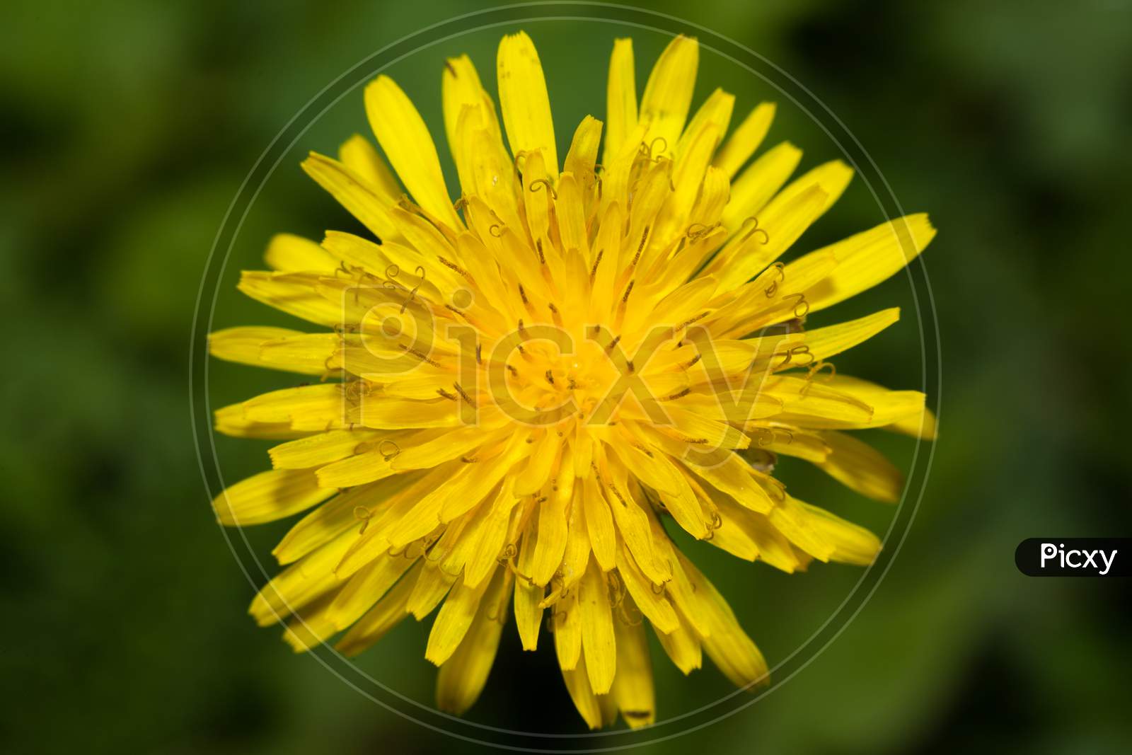 Close Up Of Dandelion Flower
