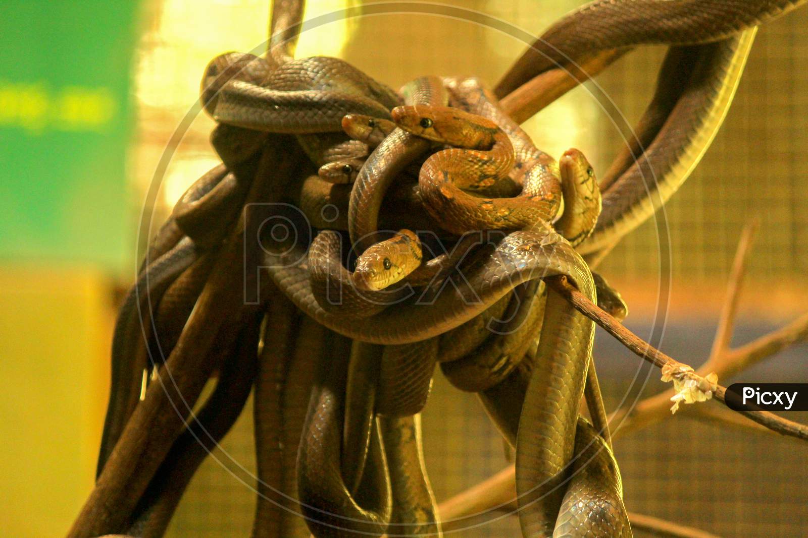 Pile Of Snakes Together, Montane Trinket Snake