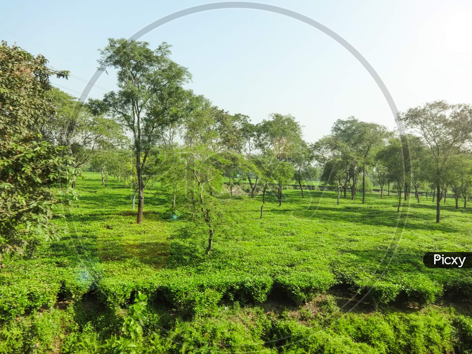 Pasture natural environment green tea plantation