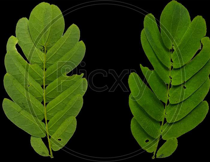 Phyllanthus green small leaf png texture surface