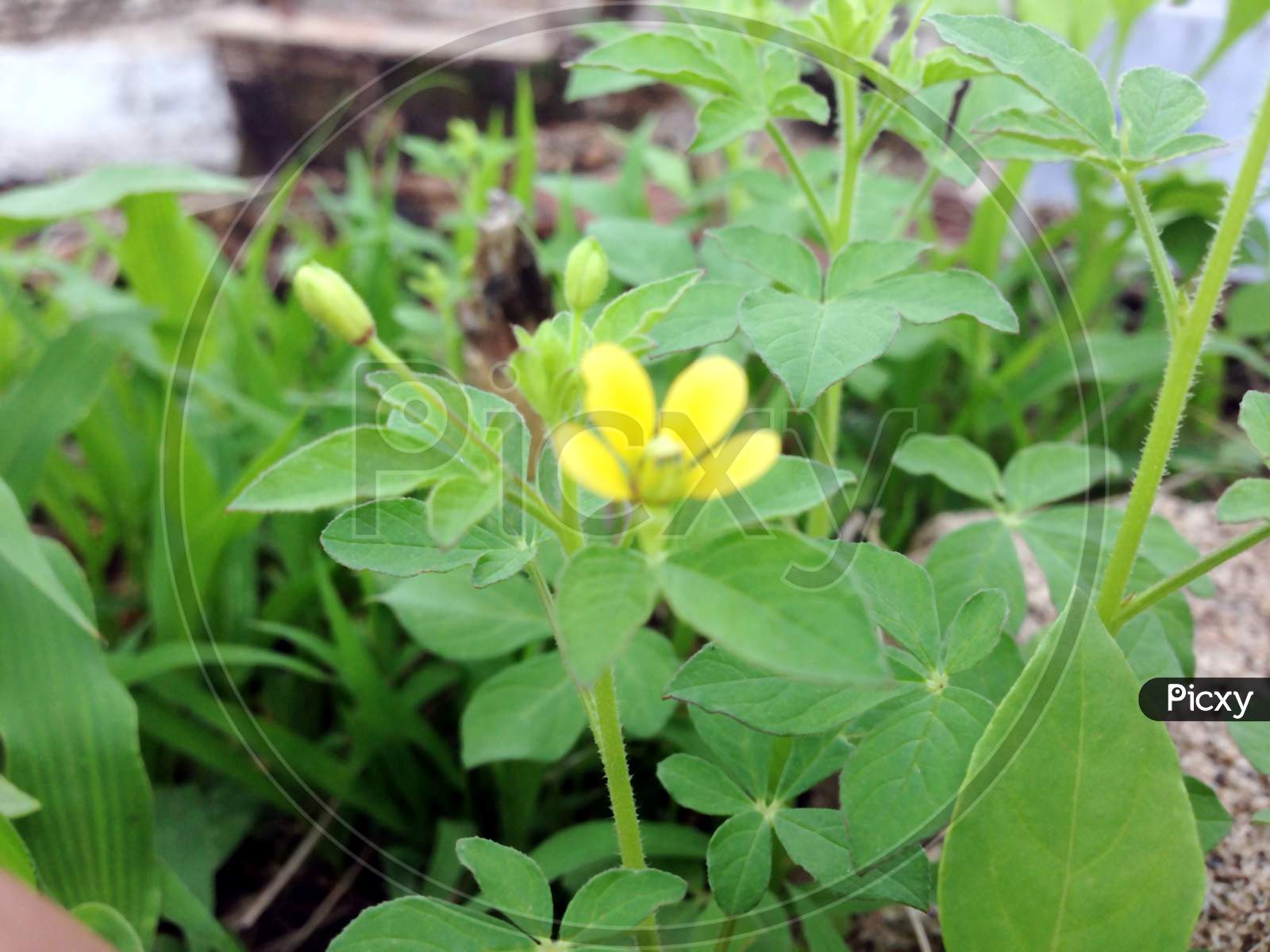 small yellow flower growing on a plant