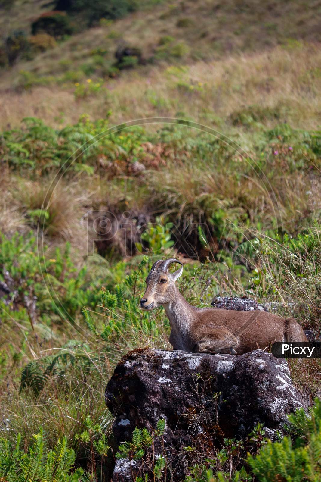 Deer sitting in field