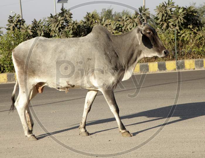 An Ox walking on the Road