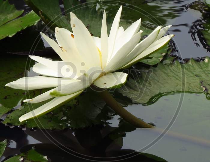 water lily,睡蓮