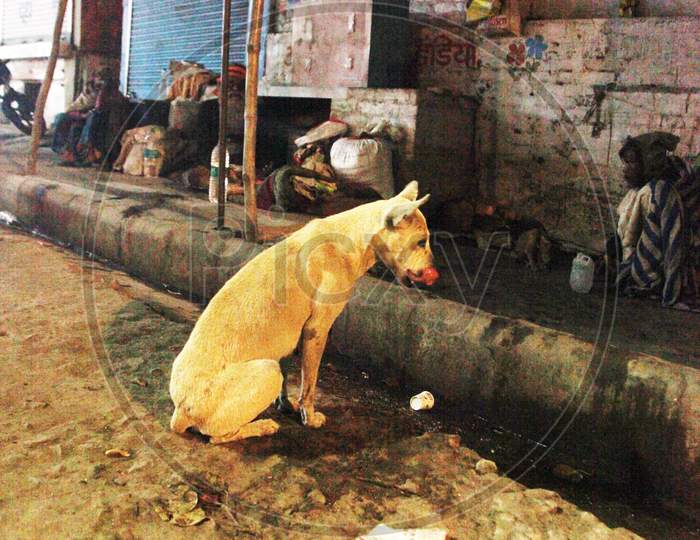A Dog in the streets of Varanasi