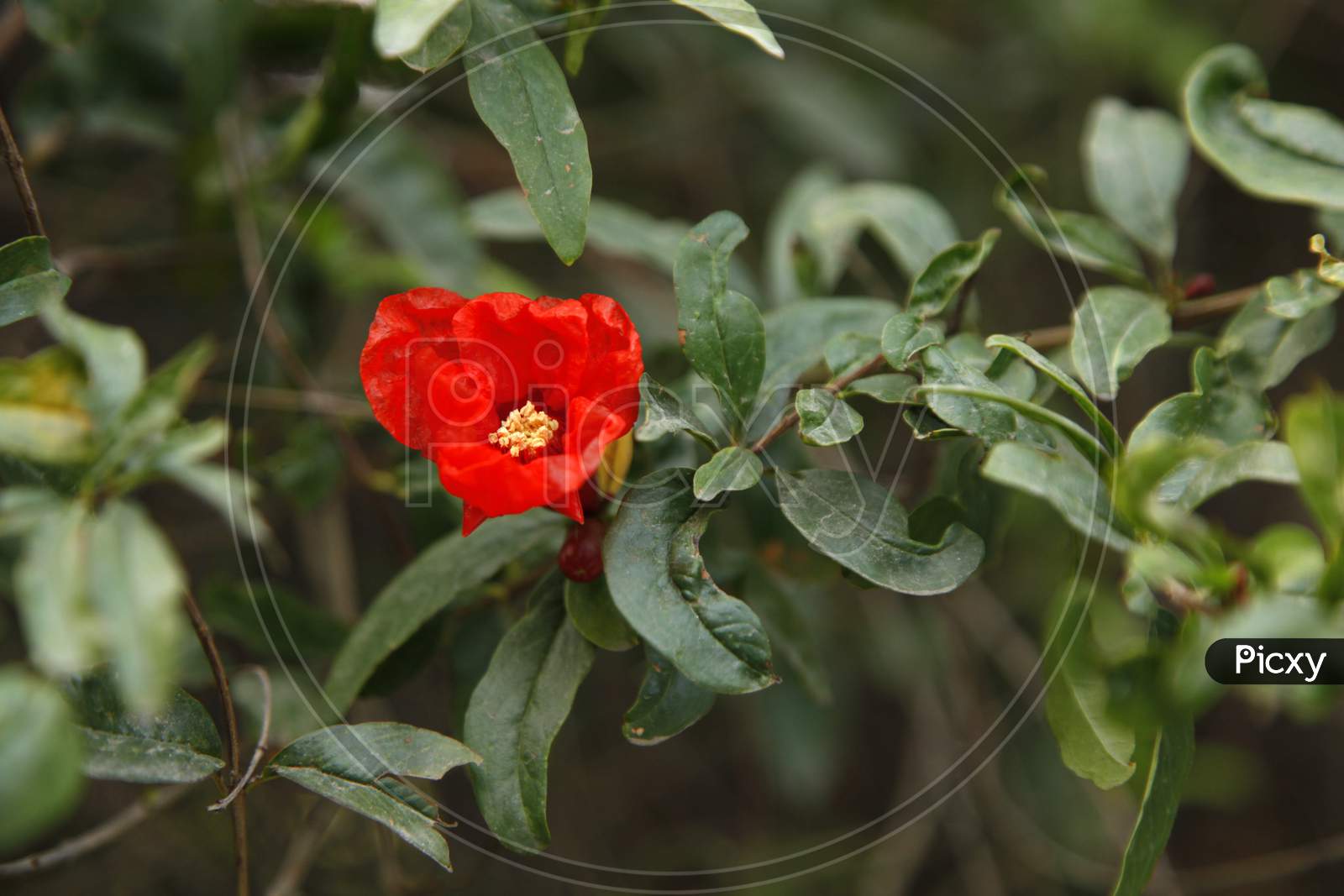 Selective Focus on Red Colour Flower