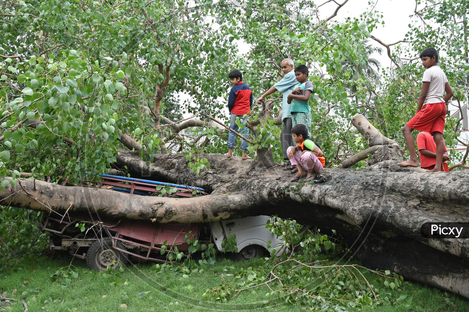 Car crushed under the burden of an uprooted tree during Wednesday's (20.05.2020) Cyclone Amphan in Burdwan town.