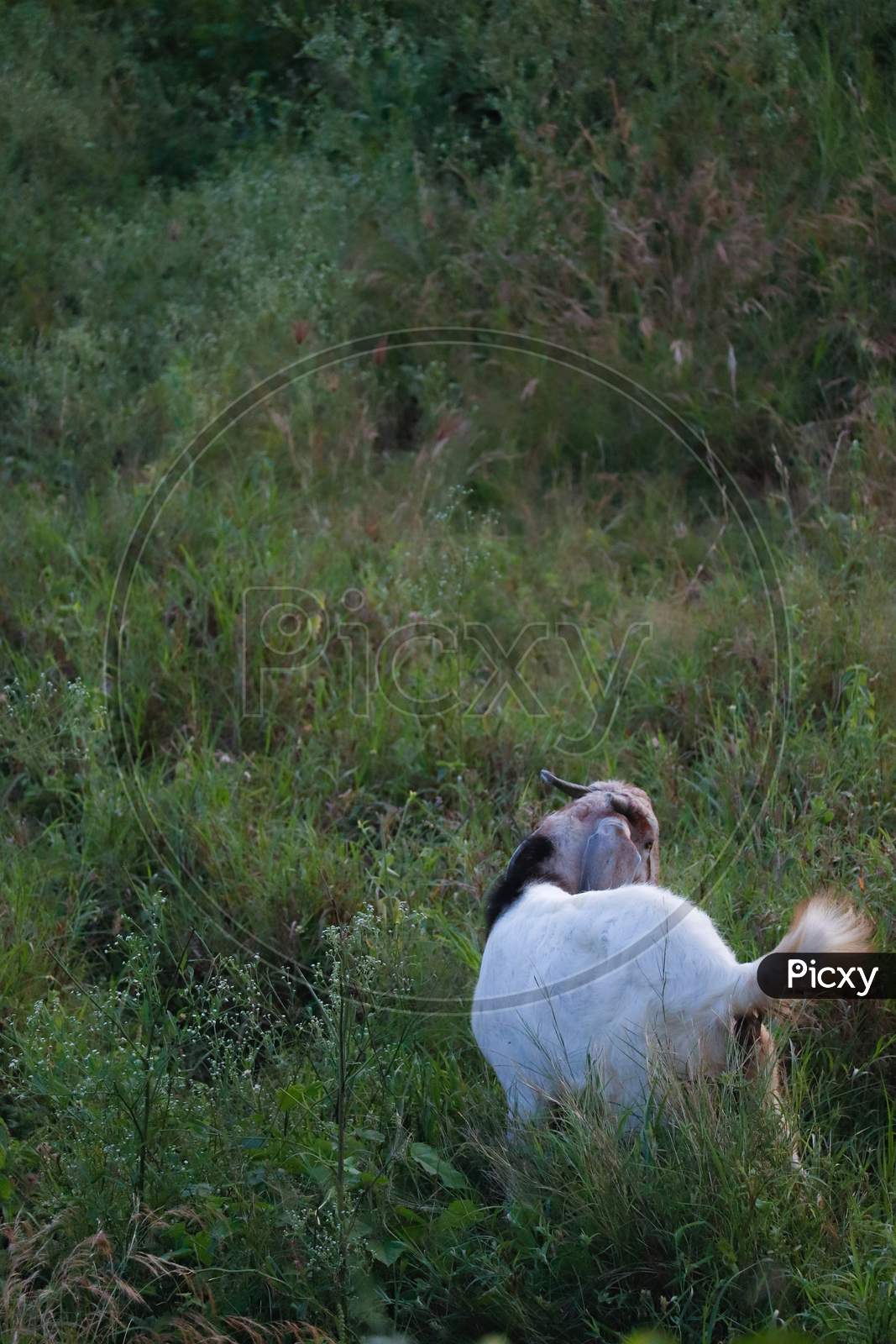 Goat standing in grass
