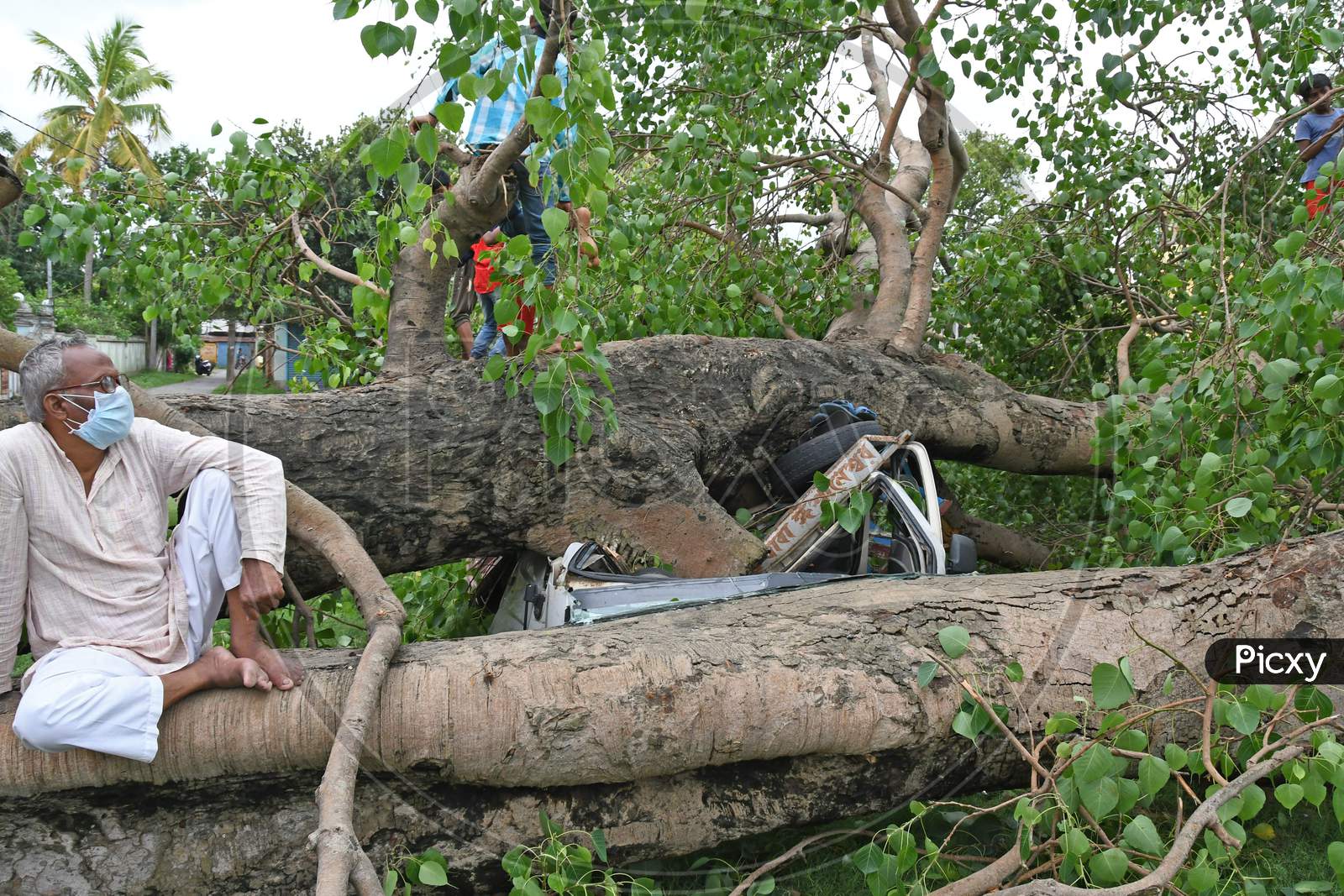Car crushed under the burden of an uprooted tree during Wednesday's (20.05.2020) Cyclone Amphan in Burdwan town.