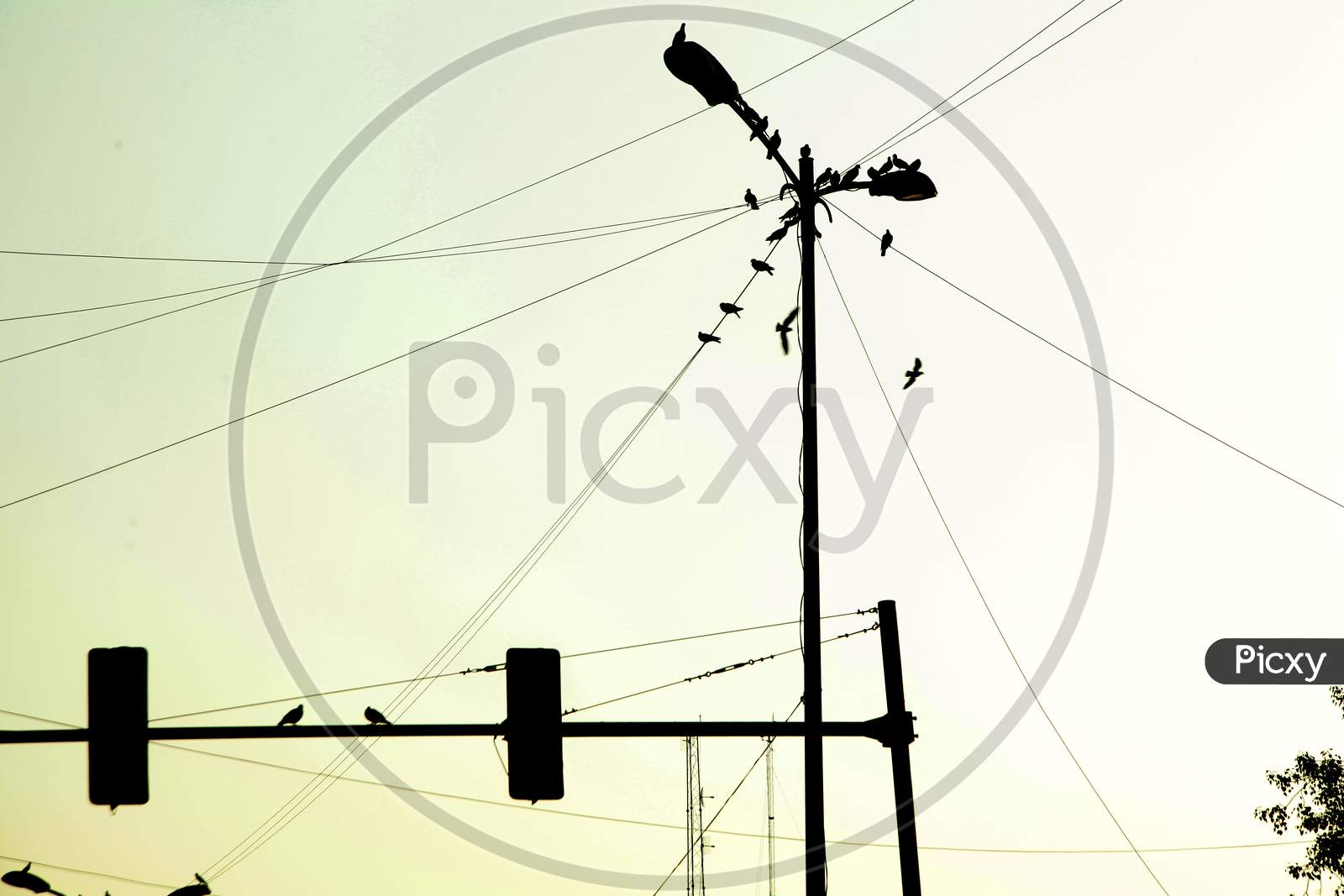 Birds on an electric wires