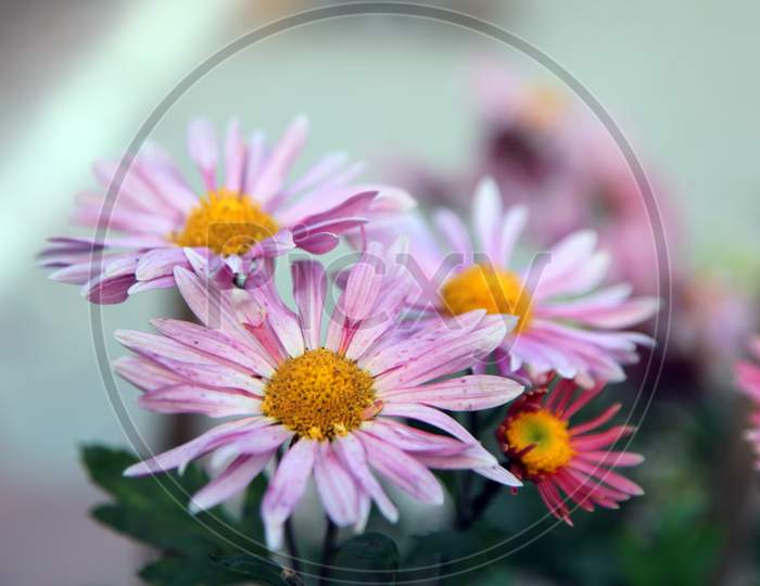 Selective Focus on chrysanthemum Indicum Flowers