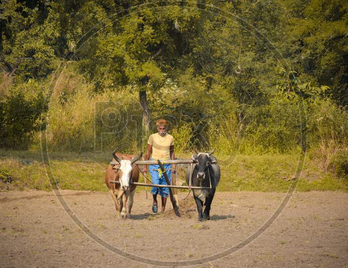 TIKAMGARH, MADHYA PRADESH, INDIA - NOVEMBER 18, 2019: Unidentified Indian farmer working with oxen at his farm.