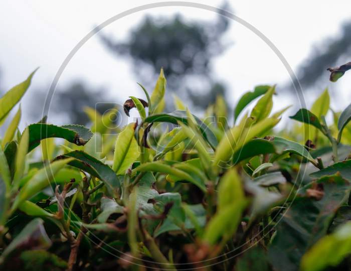 Tea plant in the field background blur