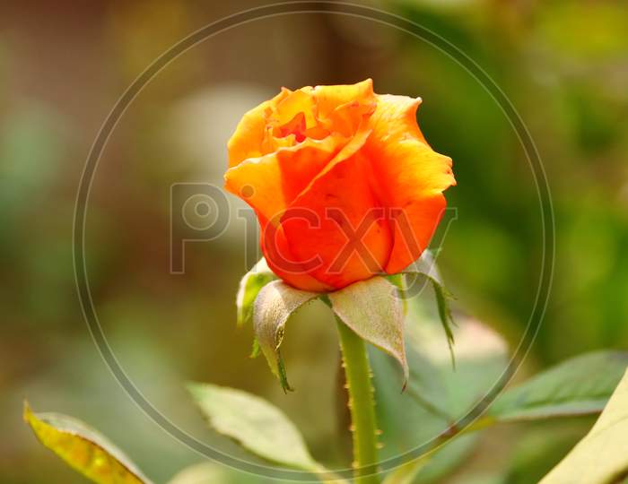 Bright Macro Image Of Young Dark Yellow Orange Rose Flower Opening On Plant