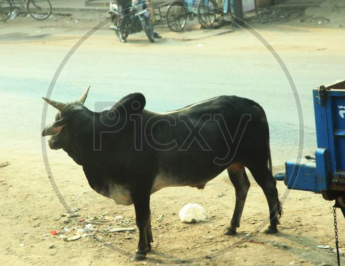 An ox on the road