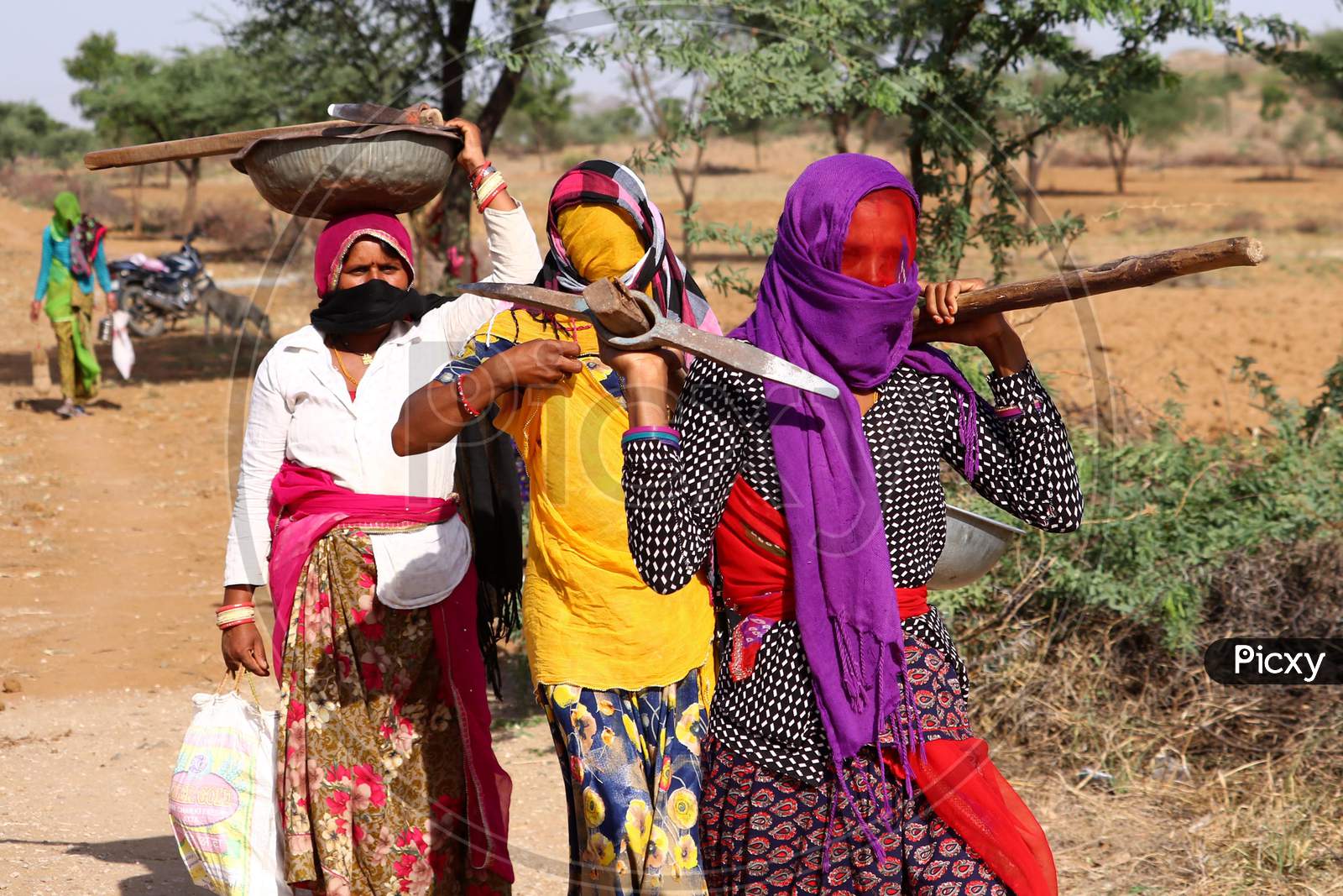 Labourers Going For Works Under The Mahatma Gandhi National Rural Employment Guarantee Act (Mgnrega) On A Outskirts Of Ajmer, Rajasthan, India On 19 May 2020.