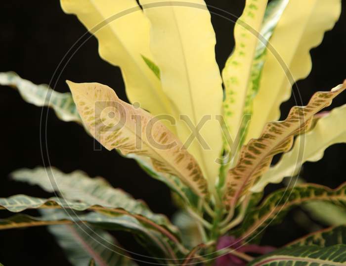 Close up shot of a Green Leaves