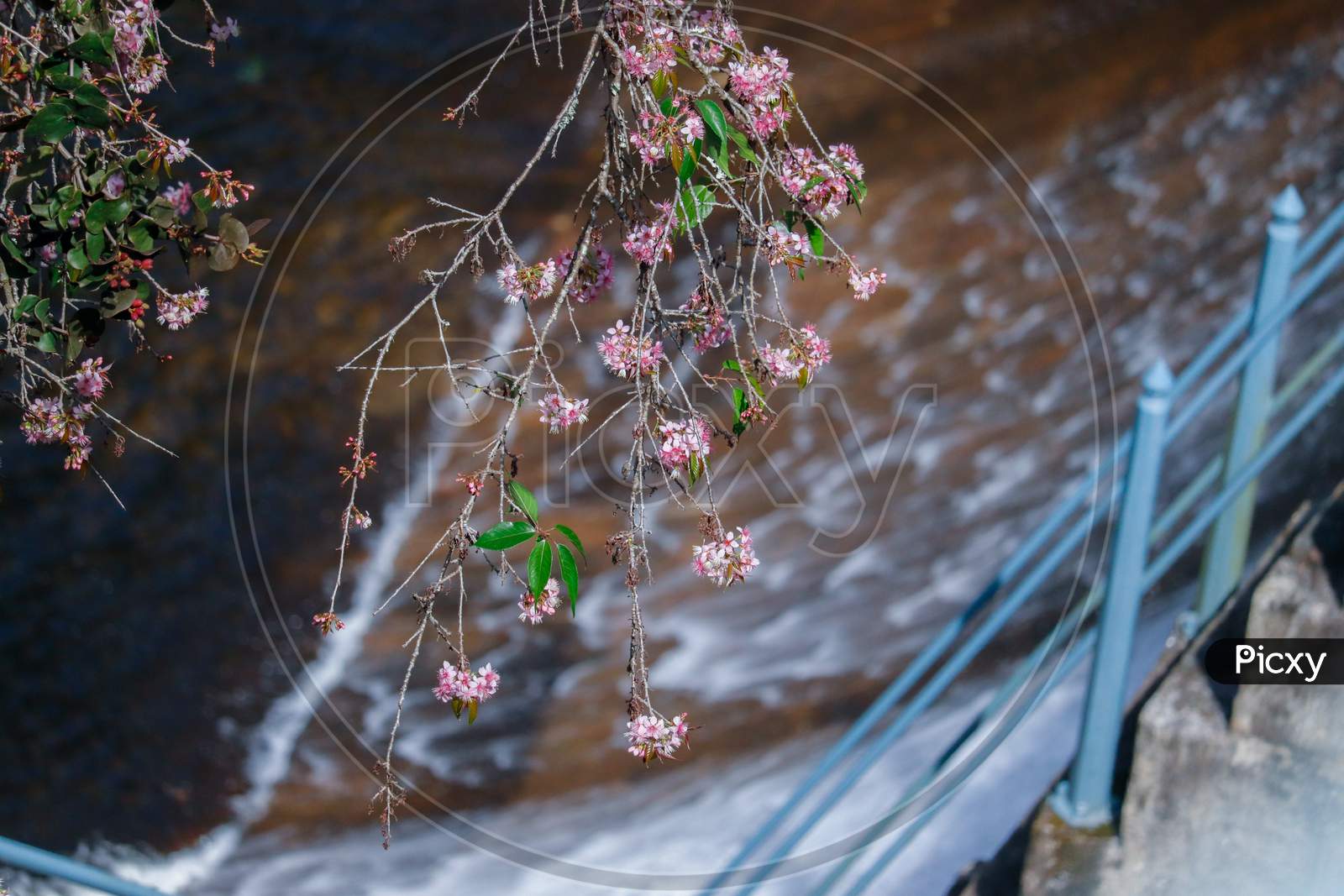 Perennial plant flower, Background Blur