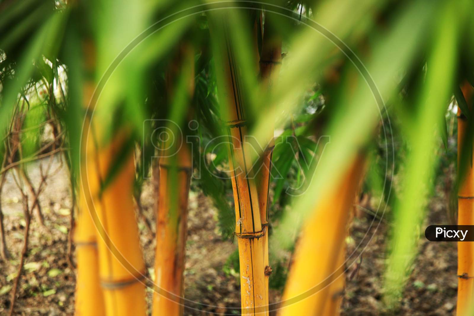 Close up shot of bamboo tree